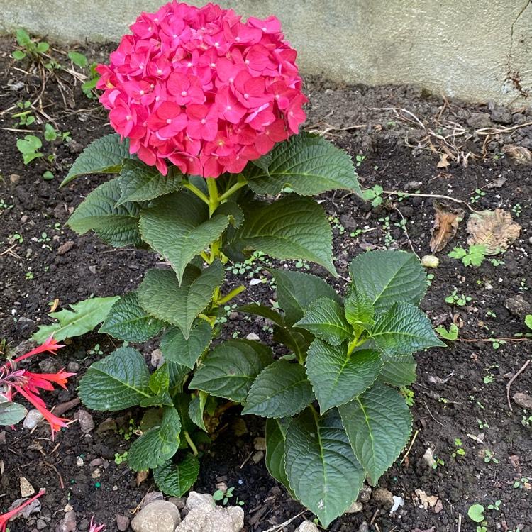 Hydrangea Macrophylla Summer Crush - View 12 from www redcrocus com