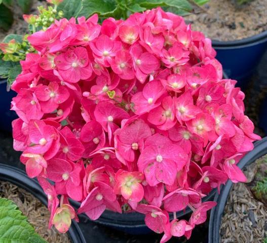 Hydrangea Macrophylla Summer Crush - View 14 from www redcrocus com