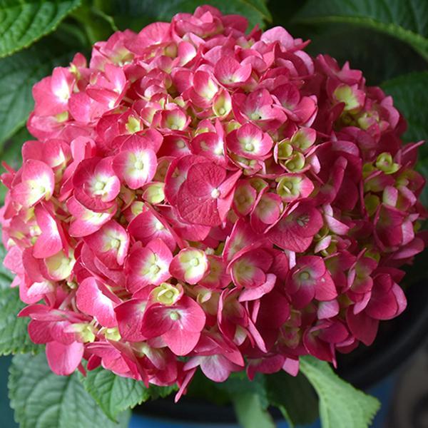 Hydrangea Macrophylla Summer Crush - View 16 from www redcrocus com