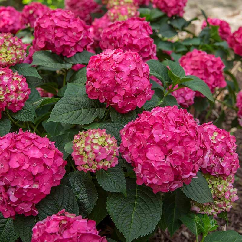 Hydrangea Macrophylla Summer Crush - View 4 from www redcrocus com