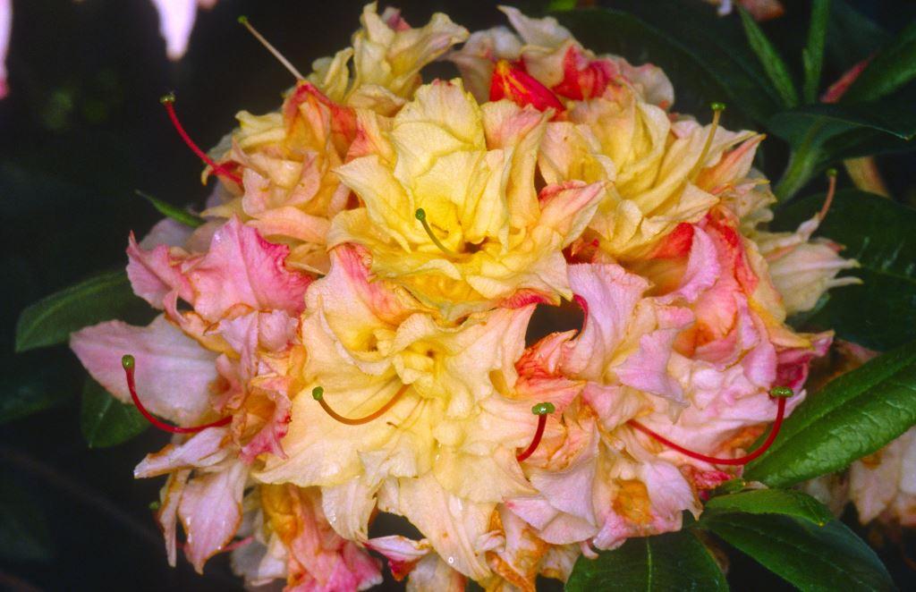 Azalea Cannons Double - View 10 from www redcrocus com