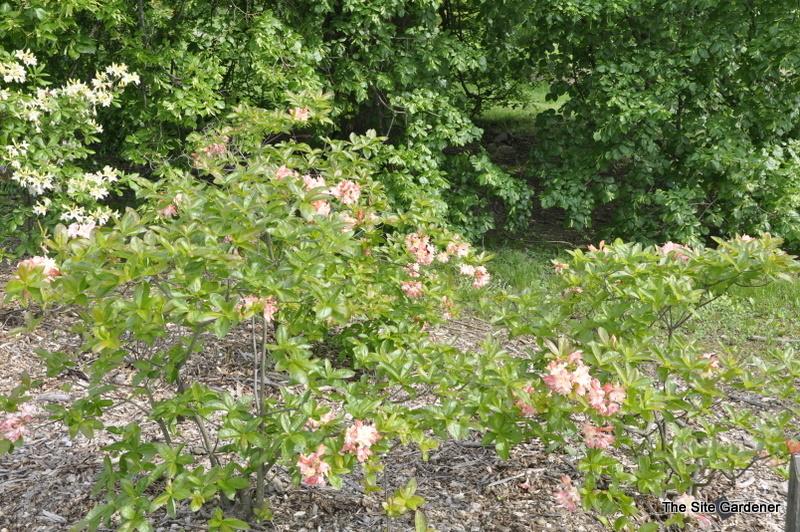 Azalea Cannons Double - View 12 from www redcrocus com