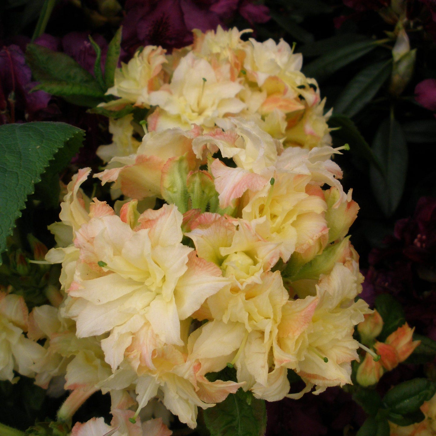 Azalea Cannons Double - View 13 from www redcrocus com