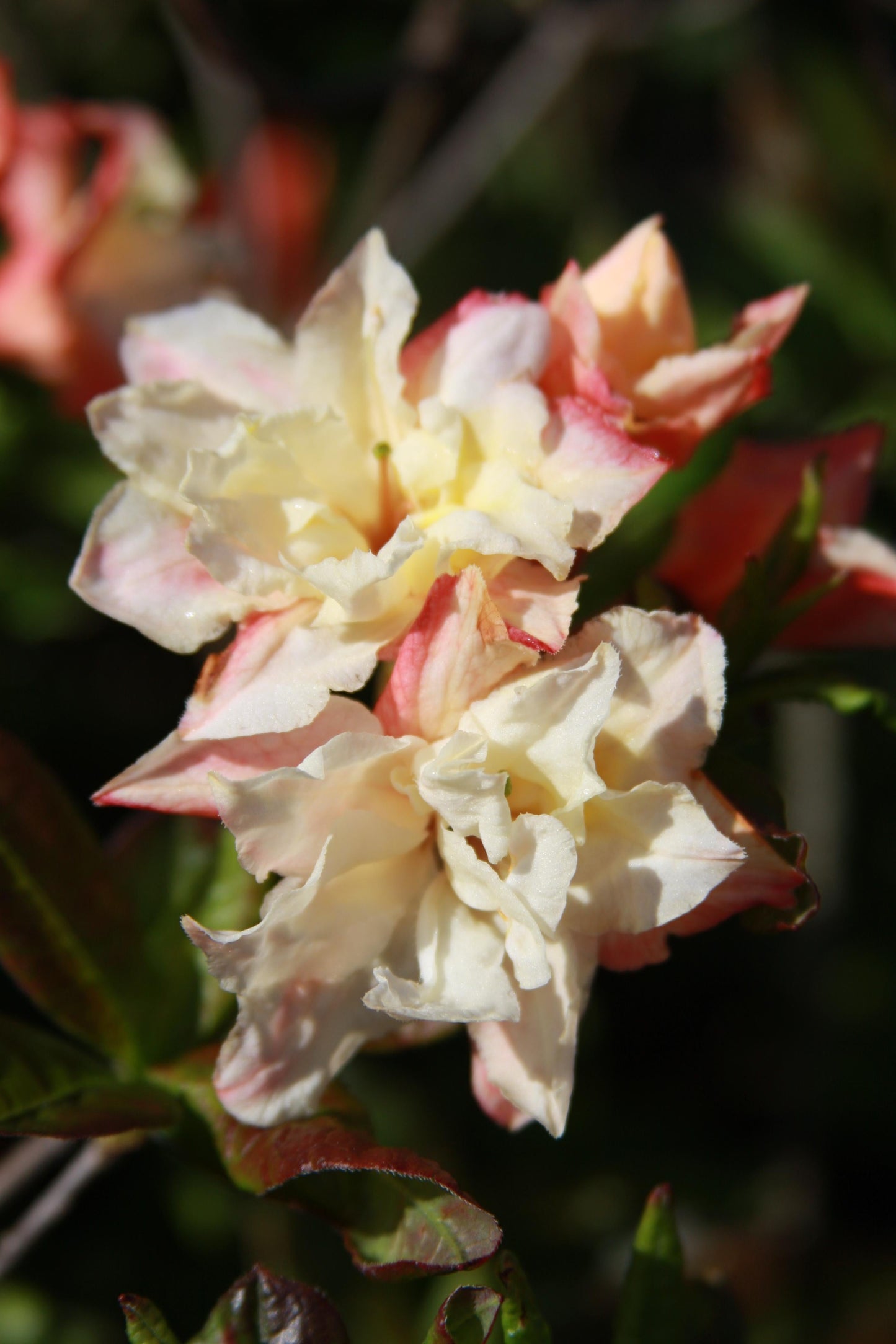 Azalea Cannons Double - View 14 from www redcrocus com