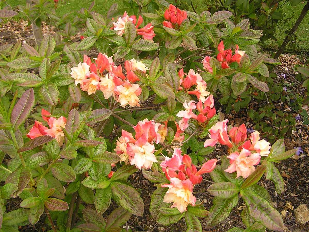 Azalea Cannons Double - View 15 from www redcrocus com