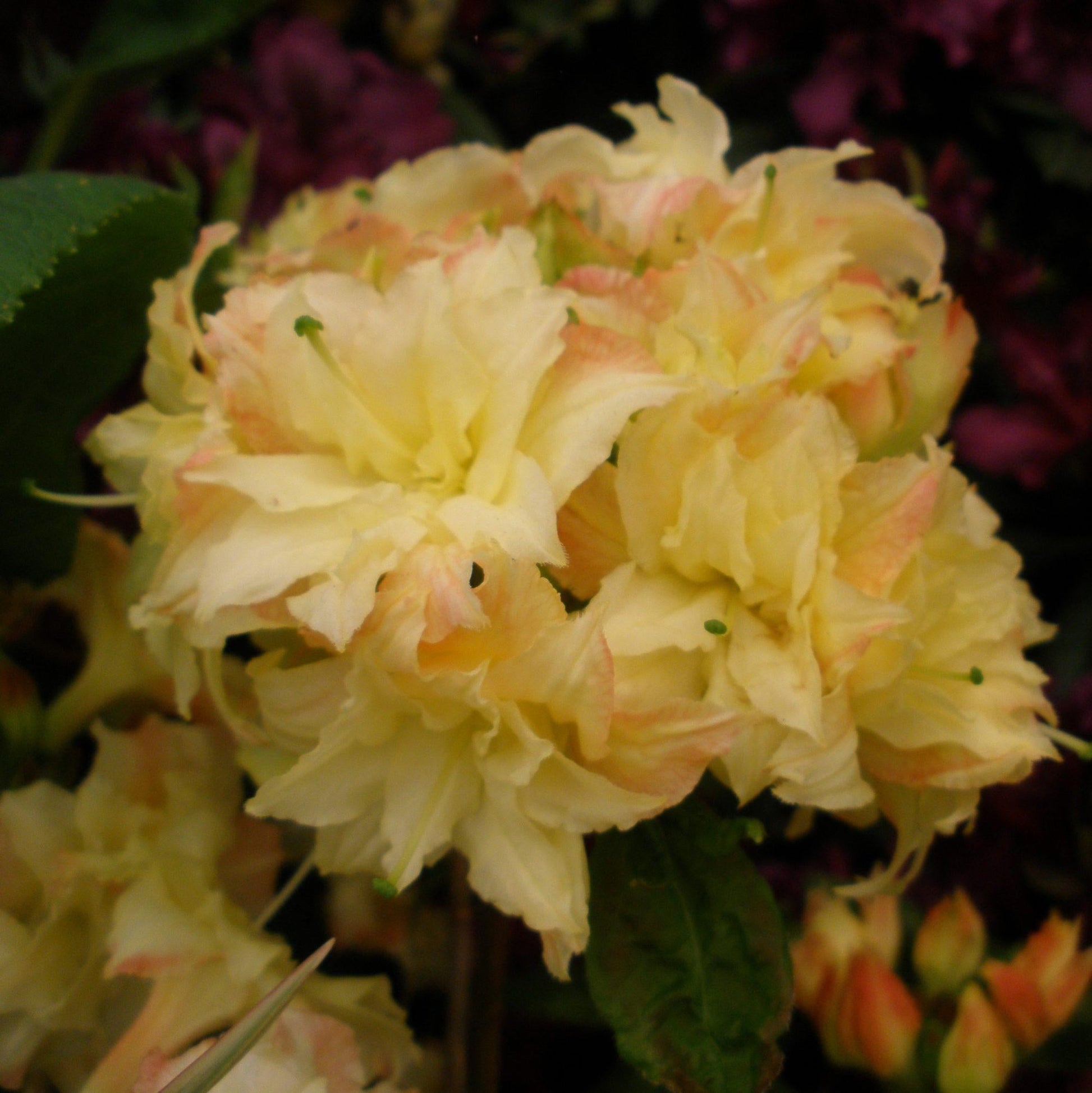 Azalea Cannons Double - View 16 from www redcrocus com