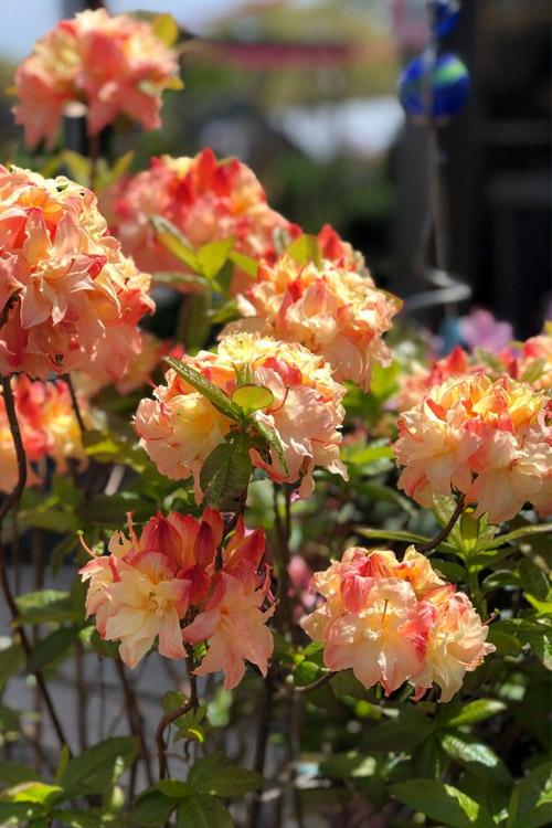 Azalea Cannons Double - View 17 from www redcrocus com