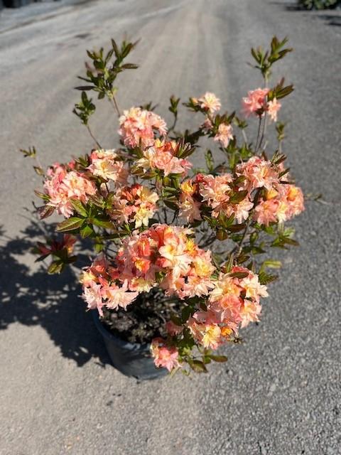 Azalea Cannons Double - View 19 from www redcrocus com