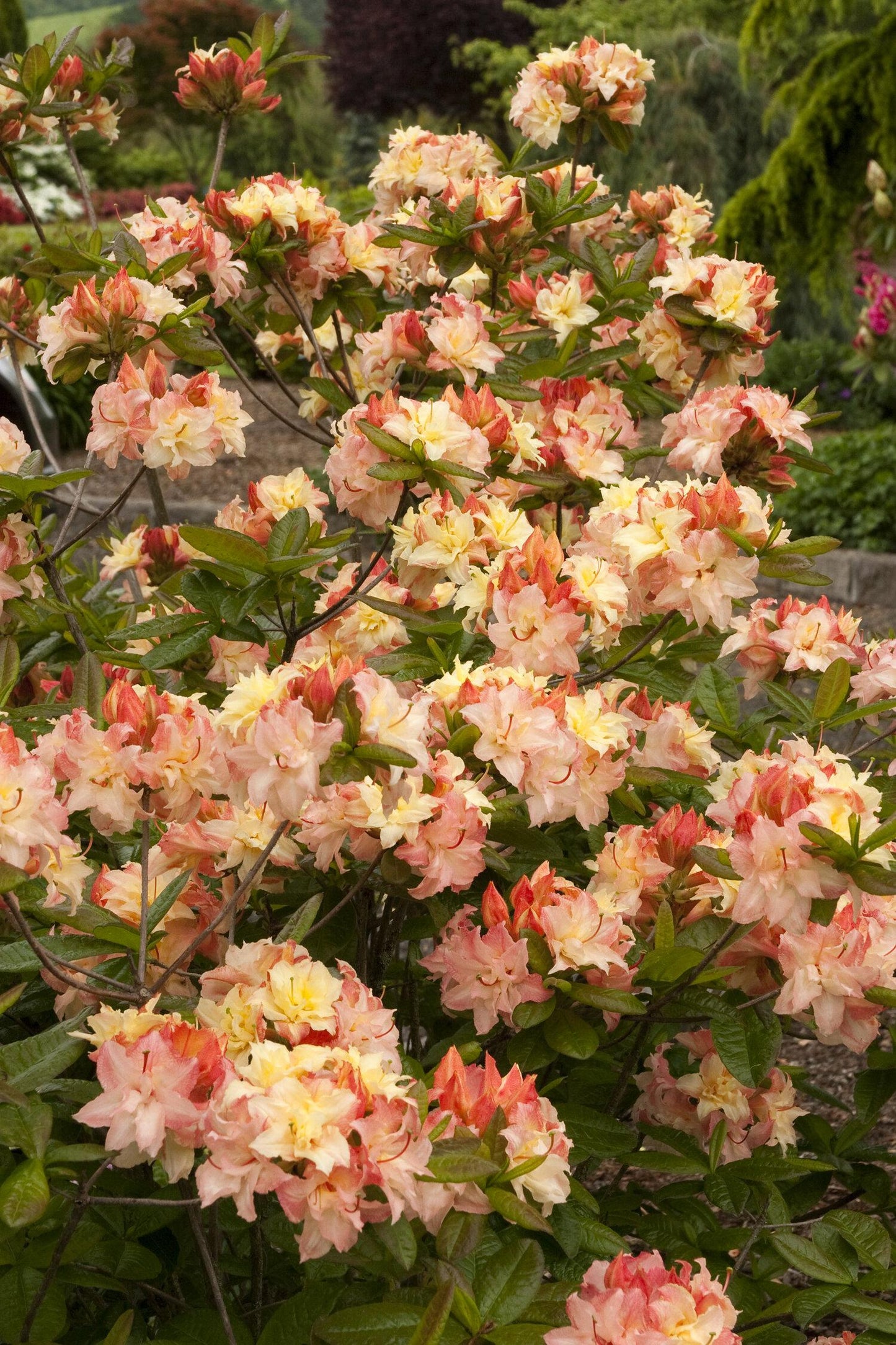 Azalea Cannons Double - View 1 from www redcrocus com