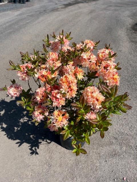 Azalea Cannons Double - View 3 from www redcrocus com