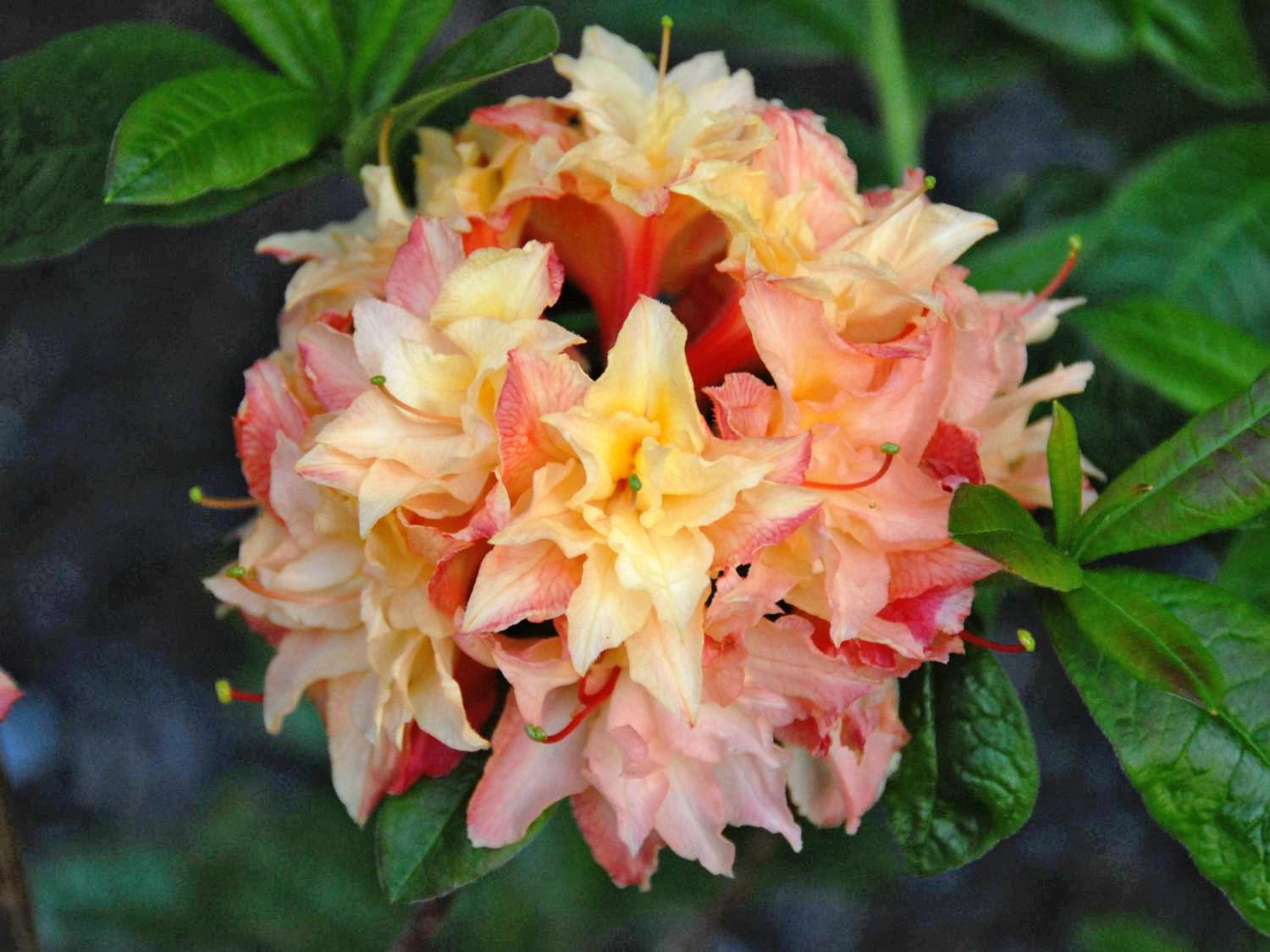 Azalea Cannons Double - View 4 from www redcrocus com
