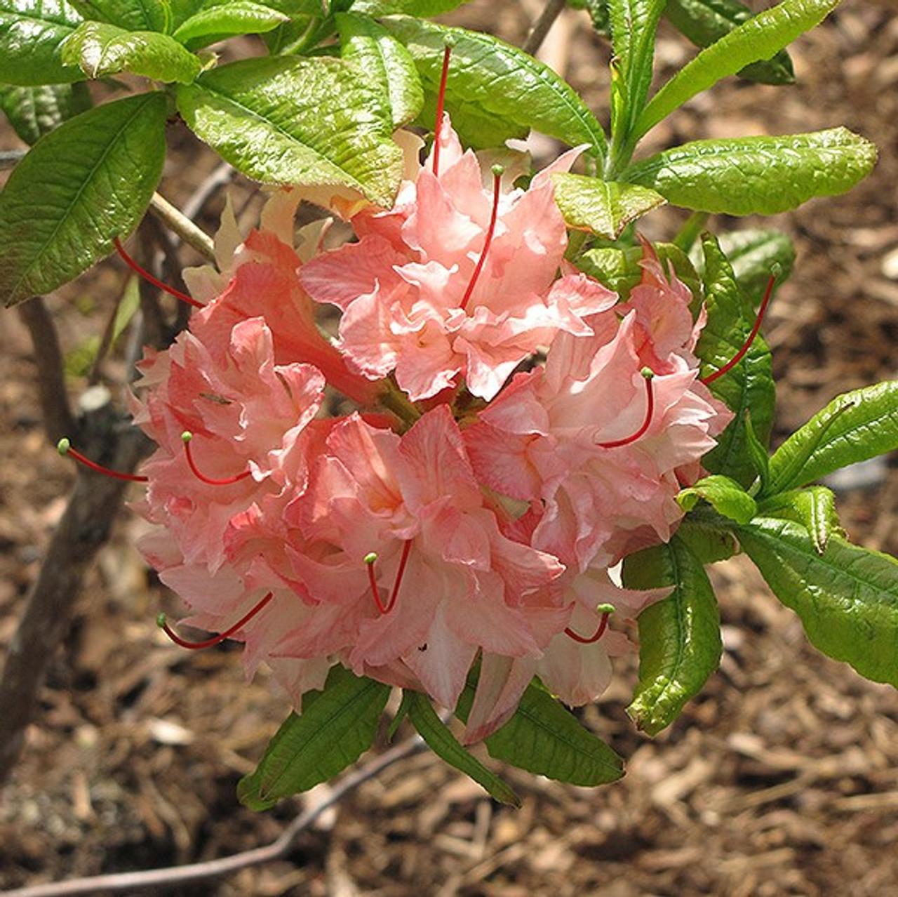 Azalea Cannons Double - View 6 from www redcrocus com