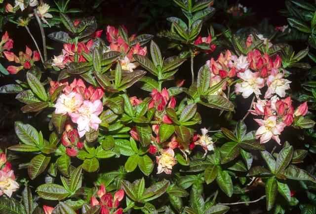 Azalea Cannons Double - View 7 from www redcrocus com