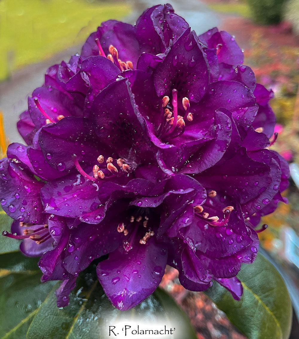 Rhododendron 'polar Night' - View 15 from www redcrocus com