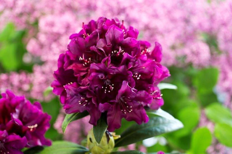 Rhododendron 'polar Night' - View 16 from www redcrocus com