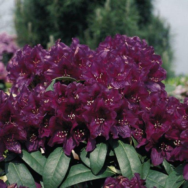 Rhododendron 'polar Night' - View 18 from www redcrocus com