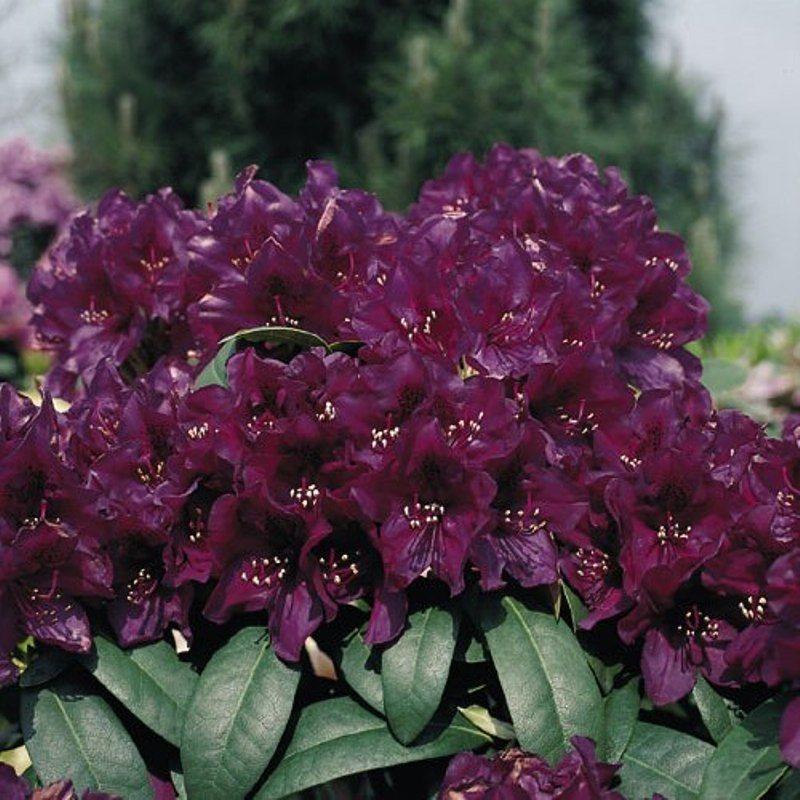 Rhododendron 'polar Night' - View 23 from www redcrocus com