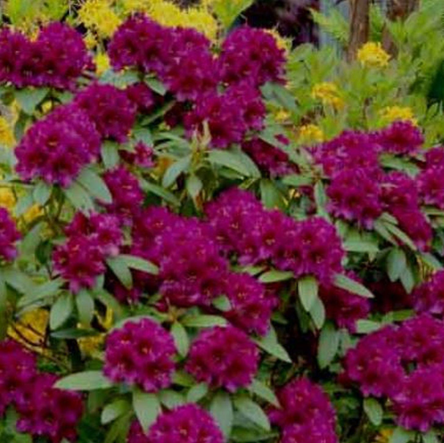 Rhododendron 'polar Night' - View 25 from www redcrocus com