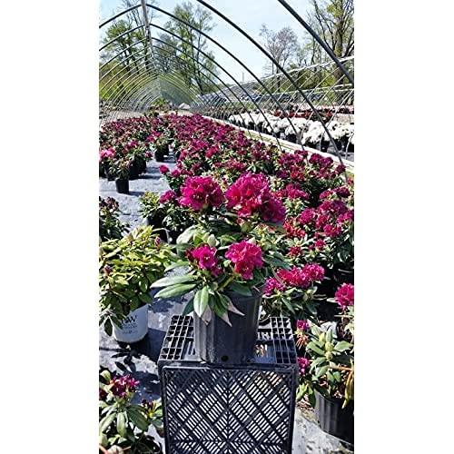 Rhododendron 'polar Night' - View 32 from www redcrocus com