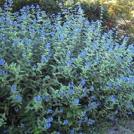 Caryopteris X Clandonensis 'longwood Blue' - View 10 from www redcrocus com