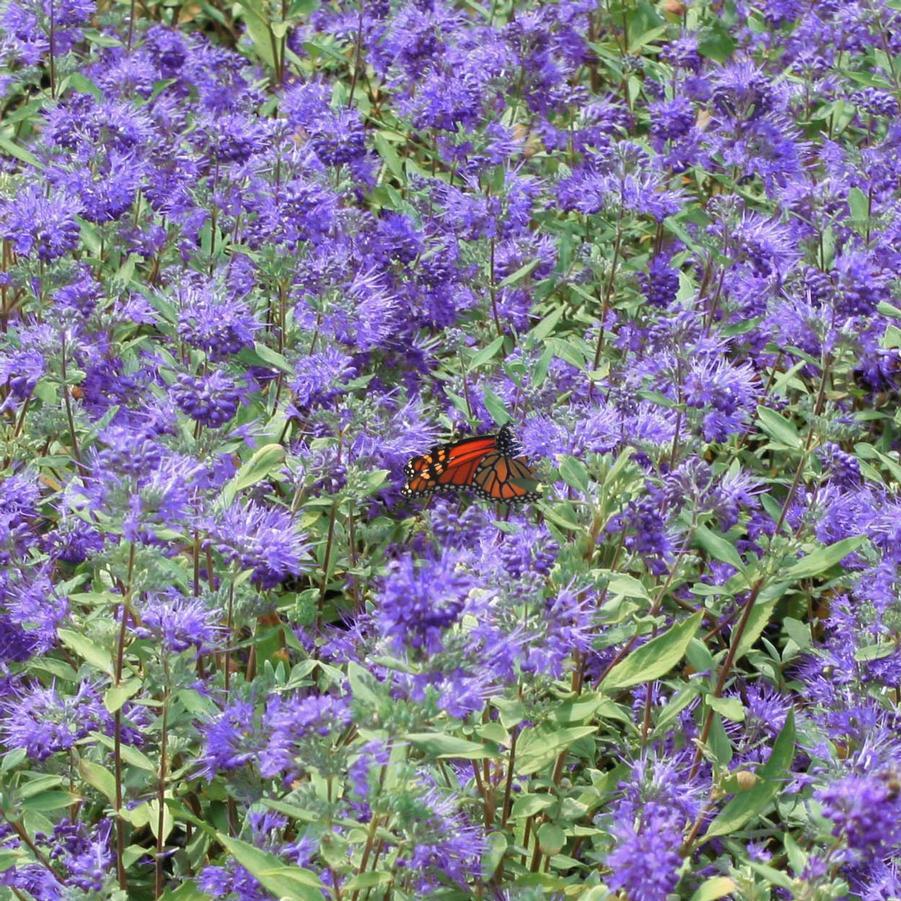 Caryopteris X Clandonensis 'longwood Blue' - View 11 from www redcrocus com