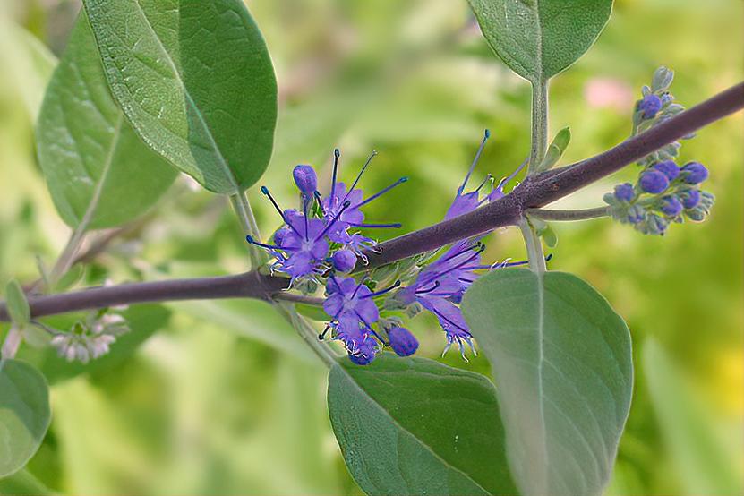 Caryopteris X Clandonensis 'longwood Blue' - View 13 from www redcrocus com