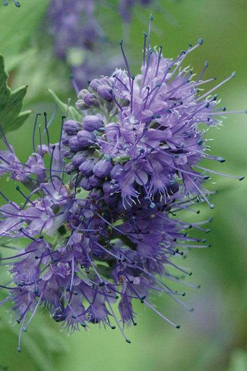 Caryopteris X Clandonensis 'longwood Blue' - View 14 from www redcrocus com