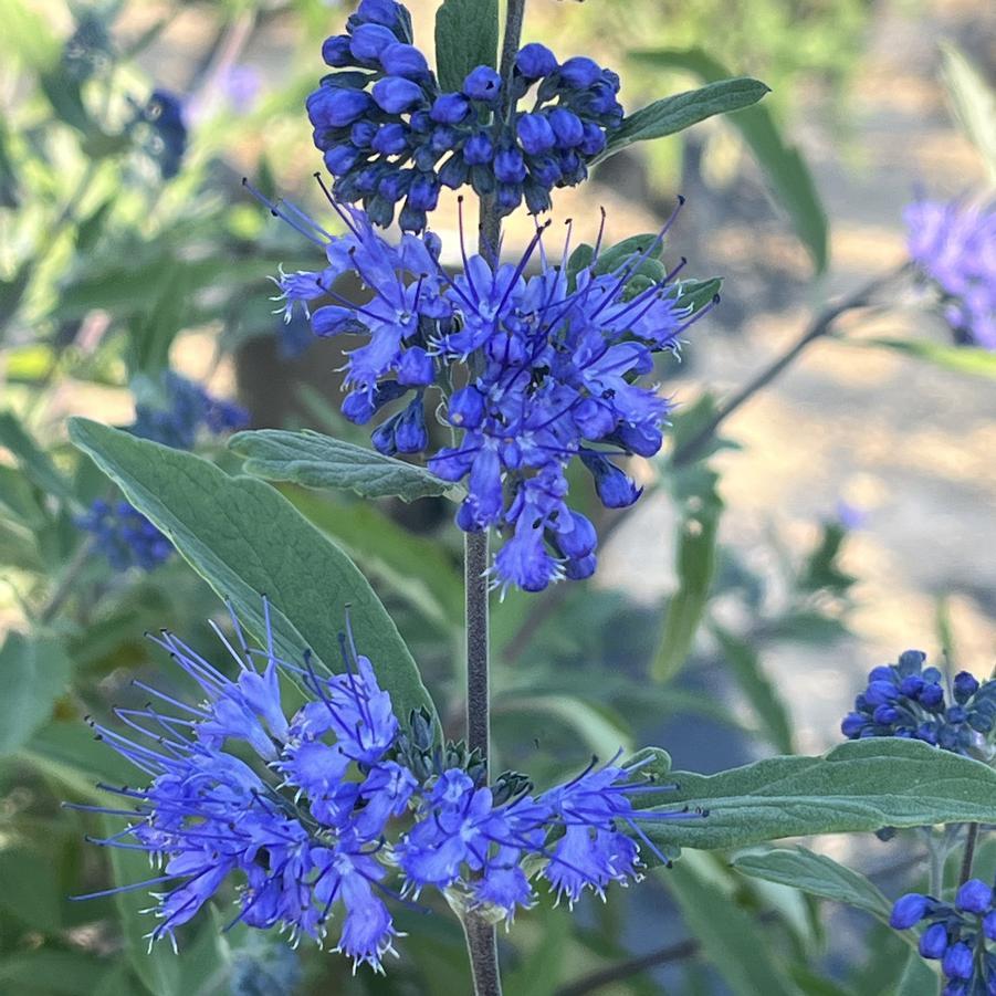 Caryopteris X Clandonensis 'longwood Blue' - View 15 from www redcrocus com