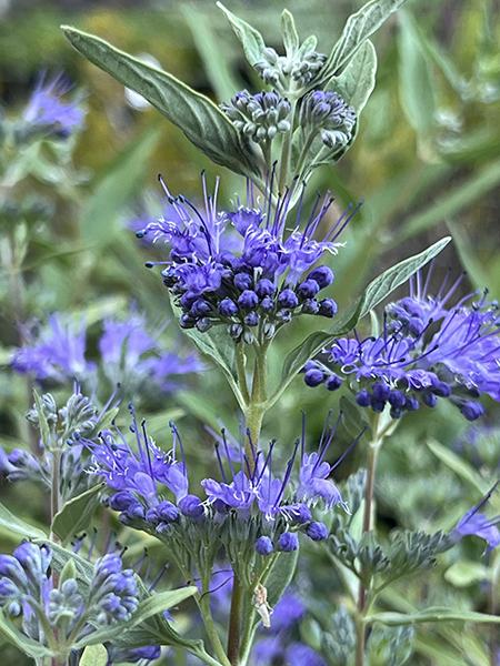 Caryopteris X Clandonensis 'longwood Blue' - View 16 from www redcrocus com