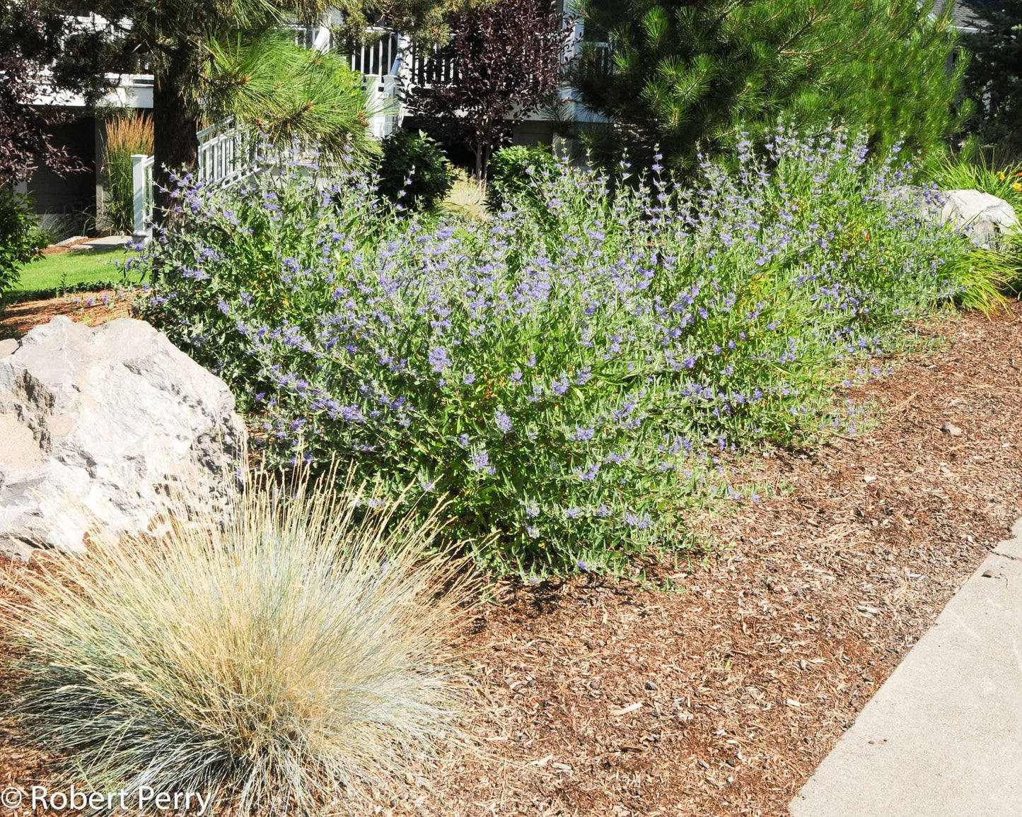 Caryopteris X Clandonensis 'longwood Blue' - View 19 from www redcrocus com