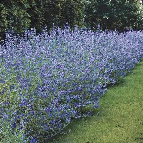 Caryopteris X Clandonensis 'longwood Blue' - View 1 from www redcrocus com