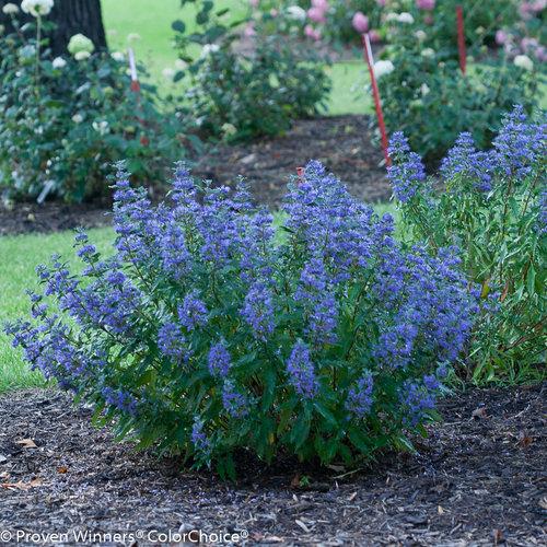 Caryopteris X Clandonensis 'longwood Blue' - View 20 from www redcrocus com