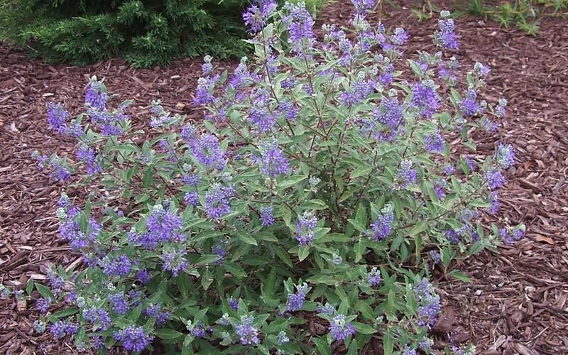 Caryopteris X Clandonensis 'longwood Blue' - View 21 from www redcrocus com