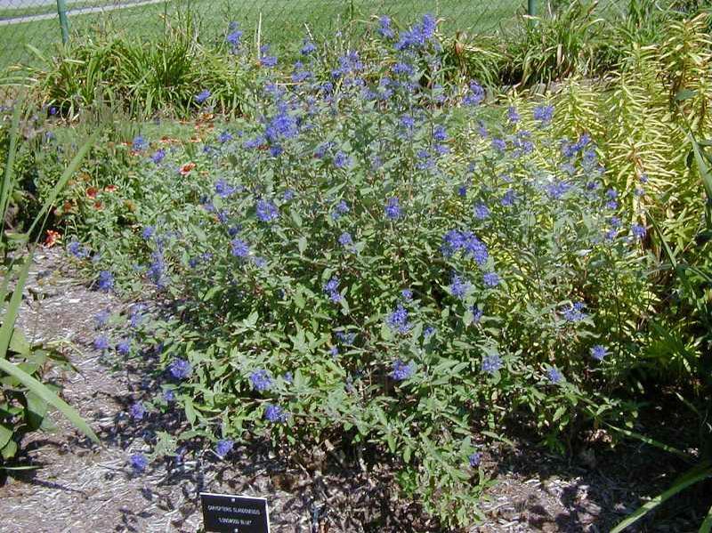 Caryopteris X Clandonensis 'longwood Blue' - View 22 from www redcrocus com