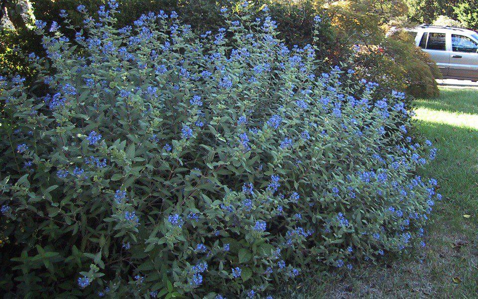 Caryopteris X Clandonensis 'longwood Blue' - View 23 from www redcrocus com