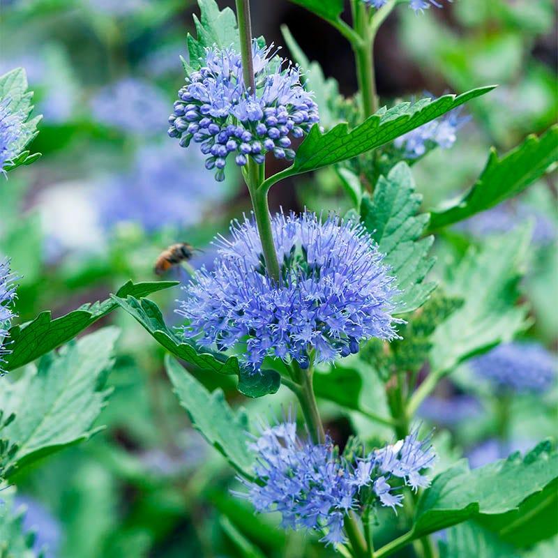 Caryopteris X Clandonensis 'longwood Blue' - View 24 from www redcrocus com