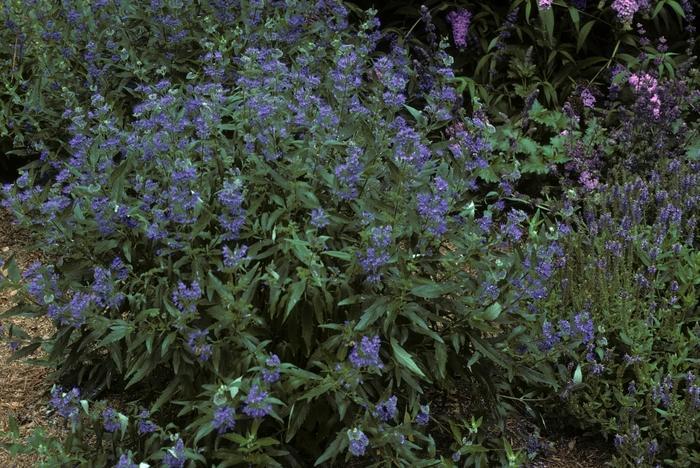 Caryopteris X Clandonensis 'longwood Blue' - View 27 from www redcrocus com