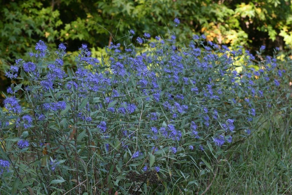 Caryopteris X Clandonensis 'longwood Blue' - View 30 from www redcrocus com