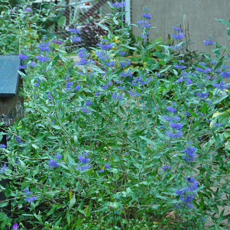 Caryopteris X Clandonensis 'longwood Blue' - View 31 from www redcrocus com