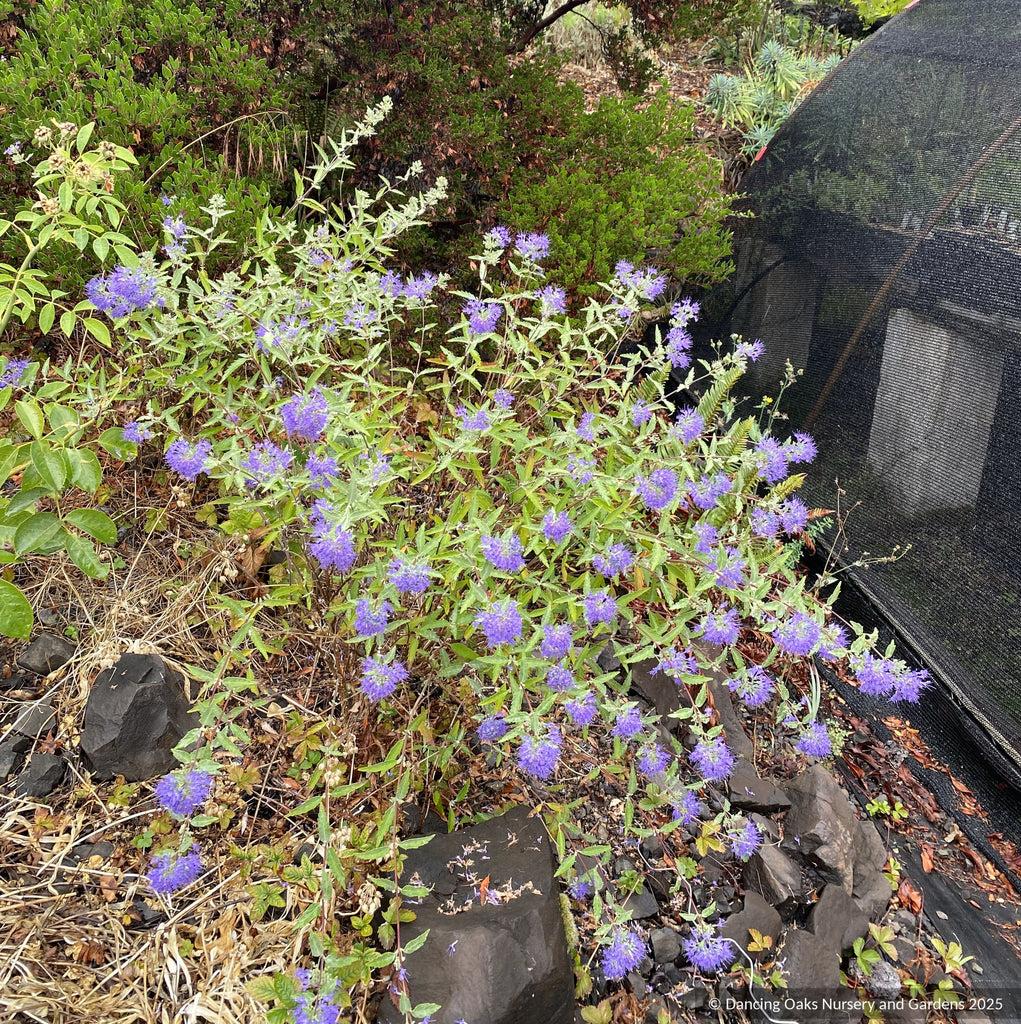 Caryopteris X Clandonensis 'longwood Blue' - View 32 from www redcrocus com