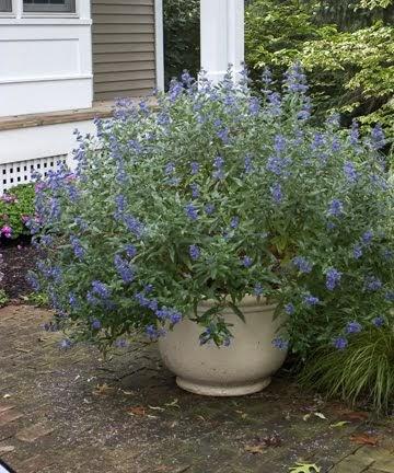 Caryopteris X Clandonensis 'longwood Blue' - View 33 from www redcrocus com