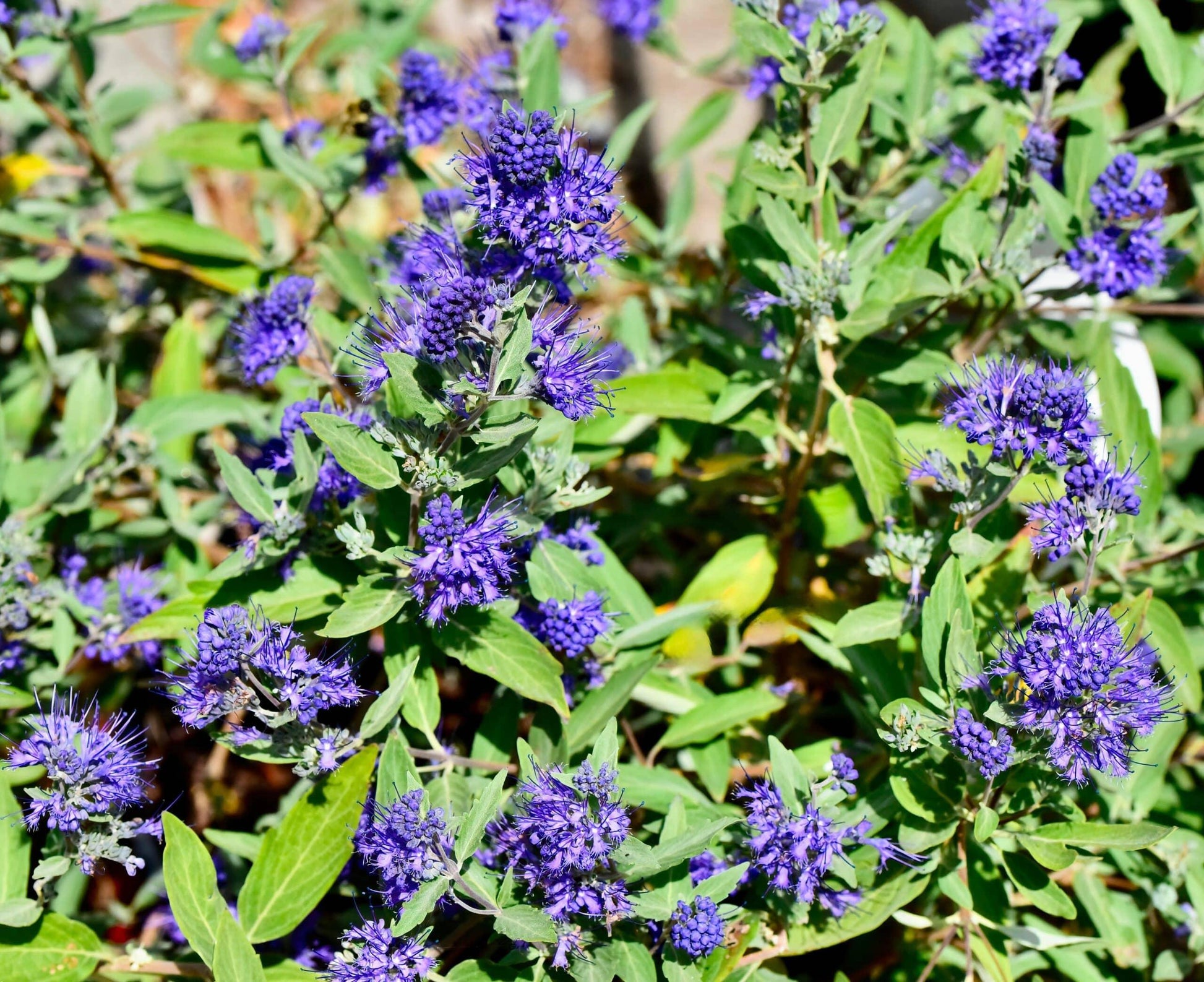 Caryopteris X Clandonensis 'longwood Blue' - View 34 from www redcrocus com