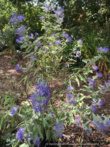 Caryopteris X Clandonensis 'longwood Blue' - View 35 from www redcrocus com