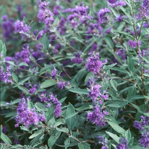 Caryopteris X Clandonensis 'longwood Blue' - View 36 from www redcrocus com
