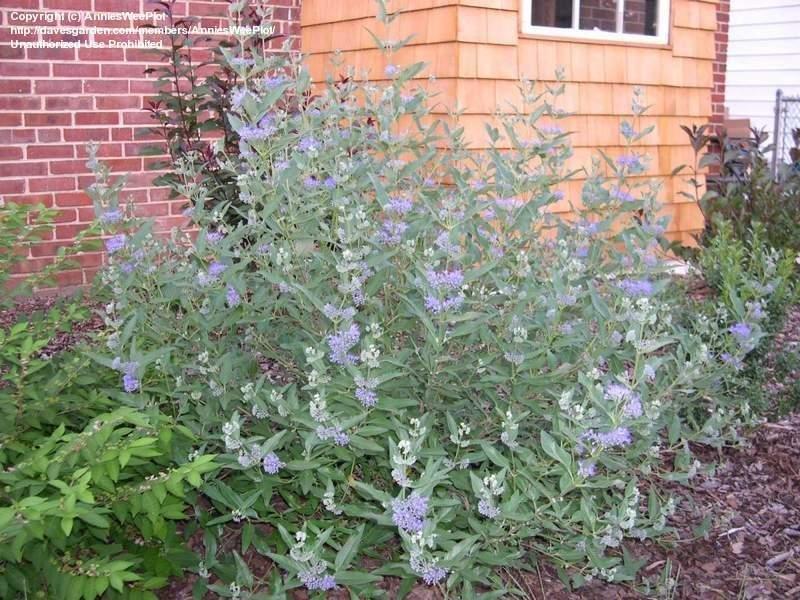 Caryopteris X Clandonensis 'longwood Blue' - View 37 from www redcrocus com