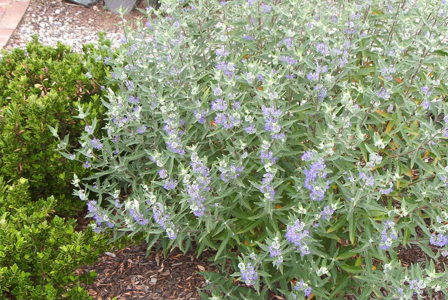 Caryopteris X Clandonensis 'longwood Blue' - View 3 from www redcrocus com