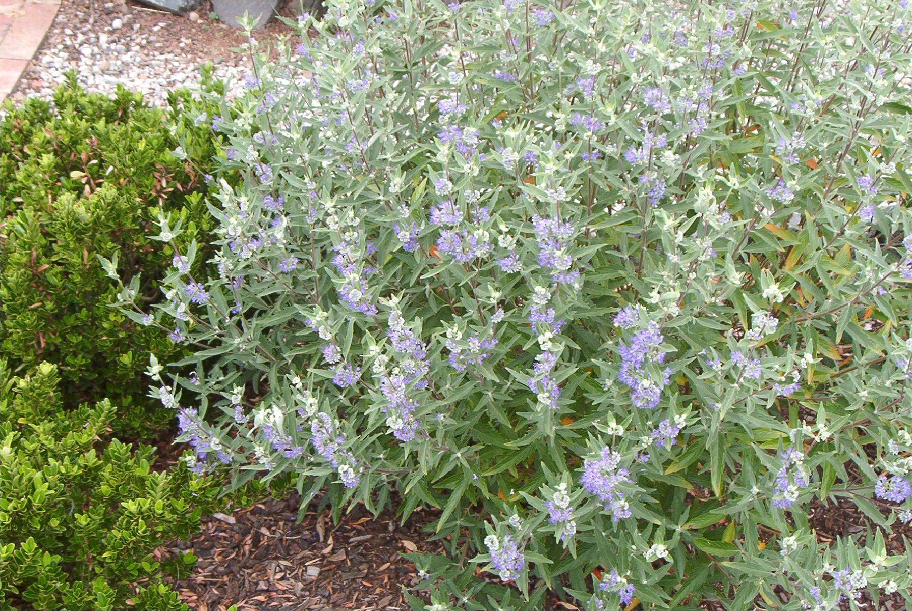 Caryopteris X Clandonensis 'longwood Blue' - View 3 from www redcrocus com