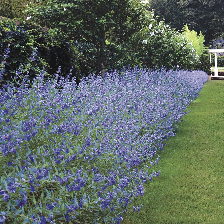 Caryopteris X Clandonensis 'longwood Blue' - View 5 from www redcrocus com