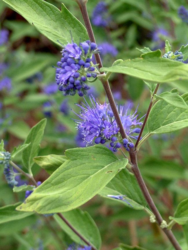 Caryopteris X Clandonensis 'longwood Blue' - View 7 from www redcrocus com