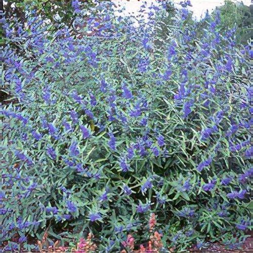 Caryopteris X Clandonensis 'longwood Blue' - View 8 from www redcrocus com
